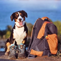 © djd/www.travel4dogs.de/iagodina - stock.adobe.com